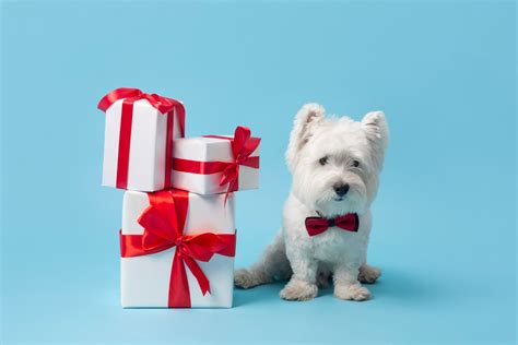 Your Pawpaw Wishlist: Factors to Consider When Purchasing a Furry Companion