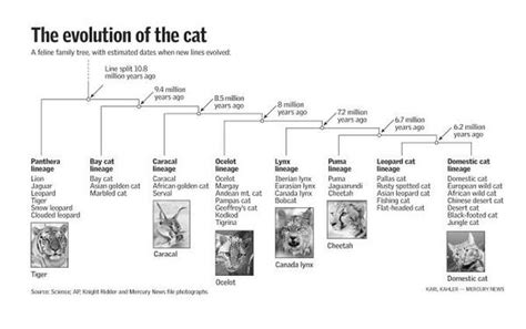 Zooming through Time: Unveiling the Evolutionary Journey of Swift Cats